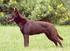 AUSTRALIAN KELPIE. Grupp 1