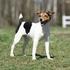 PARSON RUSSELL TERRIER