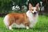 WELSH CORGI PEMBROKE