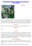Bockhornsklöver (Trigonella foenumgraecum)
