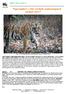 Tigersafari i Jim Corbett nationalpark Indien 2017