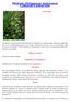 Mejram (Origanum majorana) Labiatae/Lamiaceae
