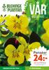 24:- Penséer. TRÄDGÅRDSEXPERTERNA TIPSAR! Sidan 4 Ny trendig inredning Sidan 6-7. Idé och kundtidning från Blekingeplantan i Nättraby.