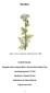 Khellin. Figur 1: Ammi visnaga Lam. (Alchemy-works, 2009). Azadeh Karami. Biologiska aktiva naturprodukter i läkemedelsutveckling 7,5 hp