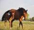 Livslängd och utslagsorsaker hos häst