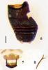 C. P. Thunberg (1743-1828), Insecta