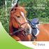 Hästar djurskyddslagstiftningen i sammandrag. Hästar djurskyddslagstiftningen i sammandrag