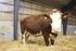 Lönsam och efterfrågad kalv för nötköttsproduktion. ett mervärde för mjölk- och nötköttsproducenten