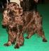 FIELD SPANIEL. Grupp 8