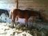 Olika grovfoders påverkan på hästens. mag-tarmkanal