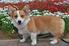 WELSH CORGI PEMBROKE