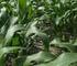 Effektiva ogräsbekämpningsstrategier i ekologiska radodlade grönsaker