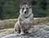 Grupp 5 VÄSTGÖTASPETS Nordisk Kennel Union