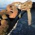 Underlag avseende fångst av lax i svenskt trollingfiske i Östersjön