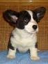 RAS version 3 Welsh corgi cardigan