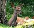 Kronhjort. Cervus elaphus elaphus. Kännetecken. Däggdjur