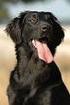 FLATCOATED RETRIEVER