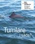 Tumlaren (Phocoena phocoena) är den enda arten bland valarna som regelbundet förekommer i svenska vatten. På 1950-talet var tumlaren fortfarande en