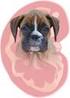Renal dysplasi hos hund en analys av klinisk bild och patogenes