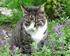 Kattmynta (nepeta cataria)