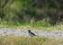 frågan om större strandpiparens, Charadrius hiaticula, raser.