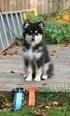 Inbjudan till RAS möte för Svensk lapphund Köping den 21 juli 2012