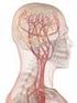 Nervsystemet består av hjärnan och ryggmärgen samt nerver. Hjärnan och ryggmärgen bildar tillsammans centrala nervsystemet, som ofta förkortas CNS.