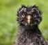 LAPPUGGLAN (Strix nebulosa lapponica)