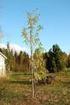 Växtlista med träd och buskar för Västerbottens län, Zon V-VIII
