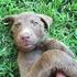 CHESAPEAKE BAY RETRIEVER