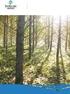 Skogsbrukets erfarenheter av Poppel Populus sp. i Skåne