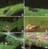 A new Species of Lepidozia from South Africa.