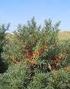 Havtorn (Hippophae rhamnoides)