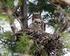 Life span, dispersal and age of nesting Great Grey Owls Strix nebulosa lapponica in Sweden