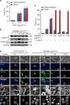 Kit Components. Caspase Inhibitor Z-VAD-FMK, 20mM 50ul. Caspase Inhibitor, Z-VAD-FMK
