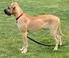TYSK JAKTTERRIER. (Rasnamn i hemlandet: Deutscher Jagdterrier)