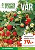 79:- Jordgubbsplantor. VÅRA favoritgrönsaker Sidan 4 Det lilla extra Sidan 7. 6-pack. Idé och kundtidning från Blekingeplantan i Nättraby