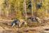 Beslut. Tillstånd till skyddsjakt efter två (2) vargar inom Jovnevaerie samebys vinterbetesområde i Bräcke kommun, Jämtlands län