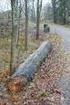 Naturskyddsföreningens remissvar över underlagsrapporterna från arbetet med att ta fram ett svenskt nationellt skogsprogram