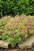 Rea Spirea. Manual. Svenska REA SPIREA