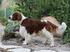 RASSPECIFIK AVELSSTRATEGI FÖR WELSH SPRINGER SPANIEL