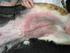 Atopisk Dermatit hos hund