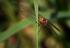 Trollsländor är stora insekter som lättast känns