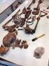 Brända och obrända ben - En osteologisk analys av skelettmaterial ur fornsakssamlingen på Österlens museum