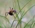 BARN Hur många ben har en myra (och alla andra insekter)?