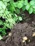potatis vinter 2014 vecka 6 lant