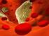 Immunsystemet vid ateroskleros