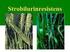 Resistens. Herbicidresistens Fungicidresistens Insekticidresistens