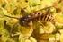 Steklar Wasps Hymenoptera