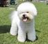 BICHON FRISÉ (Bichon à poil frisé)